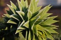 Monkey Puzzle Tree (Araucaria araucana) with hoarfrost