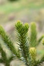 Monkey Puzzle Tree (Araucaria araucana)