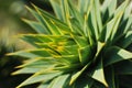 Monkey Puzzle Tree (Araucaria araucana)