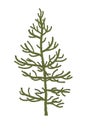 Monkey puzzle Tree or Araucaria araucana. Vector illustration