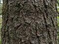 Monkey Puzzle Tree Bark Texture Royalty Free Stock Photo