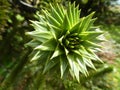 Monkey puzzle tree branch spikey leaves