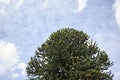 Monkey puzzle tree Royalty Free Stock Photo
