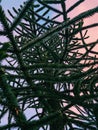 Monkey Puzzle Tree at Sunset