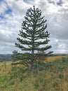Monkey Puzzle Tree in paddock Royalty Free Stock Photo