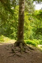 Monkey puzzle tree stump from walk to Aira Force waterfall Ullswater Valley Lake District Cumbria England UK Royalty Free Stock Photo