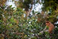 Monkey in a rainforest in Tanjung Puting National Park Royalty Free Stock Photo