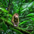 Monkey in the rainforest of Ubud, Bali, Indonesia AI generated