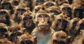 A monkey raising its head like a leader - Concept of being different and unique with its own identity and special abilities Royalty Free Stock Photo