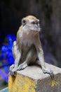 Monkey in Ramayana cave in Batu Caves complex, Malaysia Royalty Free Stock Photo