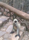 Monkey at Ranthambore Royalty Free Stock Photo