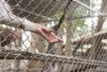 Monkey reaching its hand out from a cage Royalty Free Stock Photo