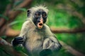 Monkey red colobus, surprise, endemic Royalty Free Stock Photo