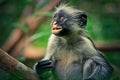 Monkey red colobus, surprise, endemic Royalty Free Stock Photo