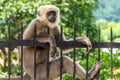 Monkey relaxing on metal fence