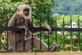 Monkey relaxing on metal fence