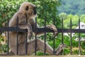 Monkey relaxing on metal fence