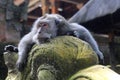 Monkey relaxing on a statue at the Sacred Monkey F Royalty Free Stock Photo