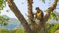 A monkey relaxing on a tree branch with blue sky in background