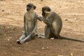 A monkey removing some lice from his wife