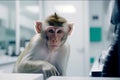 Monkey in research laboratory. Royalty Free Stock Photo