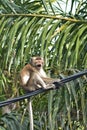 Monkey rest at the electric cable