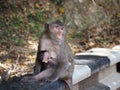 Monkey Royalty Free Stock Photo