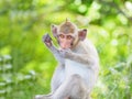 Monkey Royalty Free Stock Photo