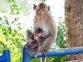 Monkey Royalty Free Stock Photo