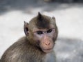 Monkey Royalty Free Stock Photo