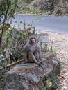 monkey rest time road side