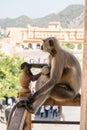 Monkey Resting on Balcony