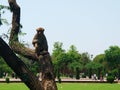 Monkey resting on a tree