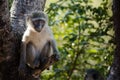 Monkey resting in a tree