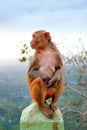 Monkey on the wall of Buddhist temple of Mount Popa, in Myanmar, against a blue sky.