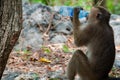 Monkey Rhesus Macaque drinking from a water bottle