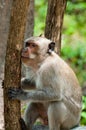 Monkey Rhesus Macaque holding a tree