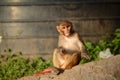 Monkey, Rhesus macaque (Macaca mulatta)