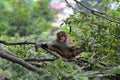 Monkey, Rhesus macaque (Macaca mulatta)