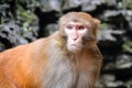 Monkey, Rhesus Macaque, Old World monkey, China Royalty Free Stock Photo