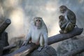 Monkey / Rhesus Macaque