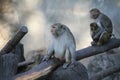 Monkey / Rhesus Macaque