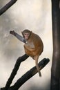 Monkey / Rhesus Macaque