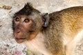 Monkey (Rhesus macaques) from Cambodia Royalty Free Stock Photo