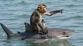 A monkey is riding on the back of a shark. Royalty Free Stock Photo