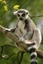 Monkey Ring-tailed Lemur