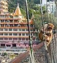 Monkey on Rishikesh Lakshman Jhula Bridge, India Royalty Free Stock Photo