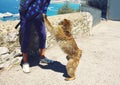 Monkey robs a tourist and grabbing a backpack in search of food. Gibraltar, United Kingdom