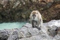 Monkey on the rock . lonely monkey Royalty Free Stock Photo