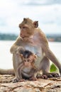 Monkey on the rocks funny close-up Royalty Free Stock Photo